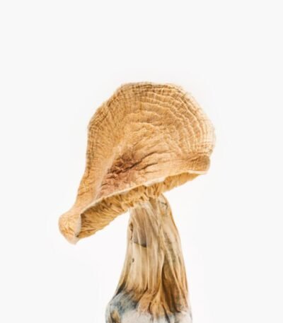 buy hallucinogenic mushrooms online