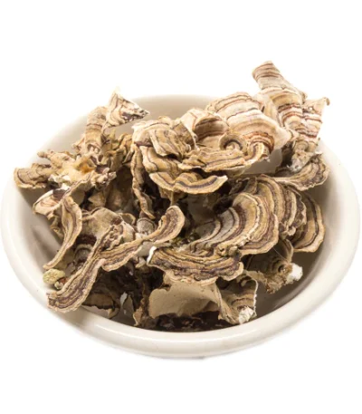 where to buy medicinal mushrooms