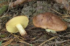 buy magic mushrooms online