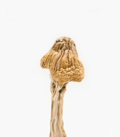 order magic mushrooms online