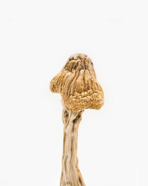 order magic mushrooms online