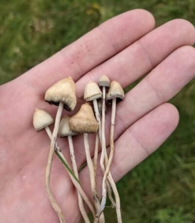 albino penis envy mushroom