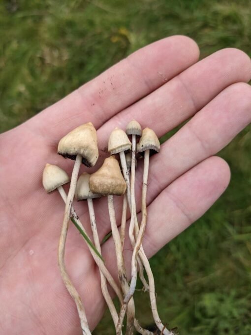 albino penis envy mushroom