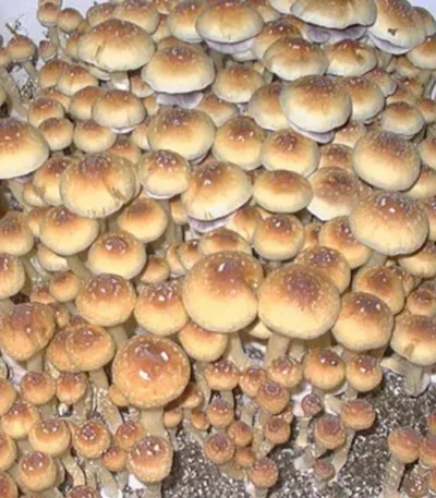 magic mushrooms online store