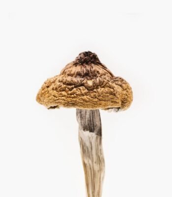 buy psilocybe mushrooms online