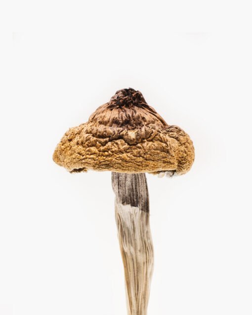 buy psilocybe mushrooms online